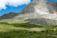 Montenegro Horse Riding