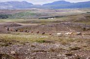 Iceland Horses