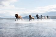 Iceland Horses