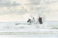 Swim with horses