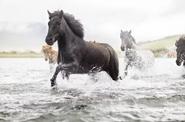 Horses in the river