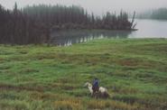 Galloping along the field 