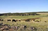Cattle check