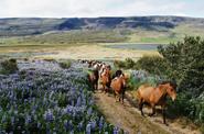Iceland Riding