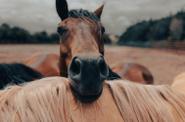 Horse close- up