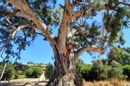 big tree near Melbourne