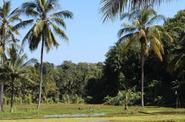 Local landscape 