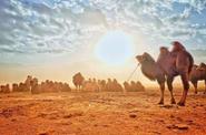 Camels 