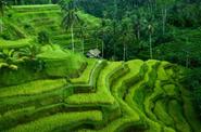 Local landscape 
