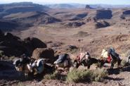 Mules 