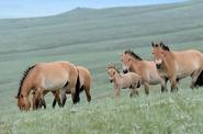 Horses 
