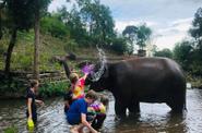 Learn about elephants