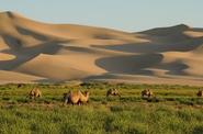 Camels 