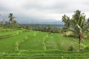 Local landscape 