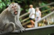 Monkey forest 