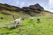 Peru Trekking
