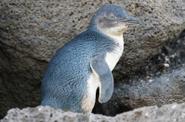 Penguin Sighting Penneshaw