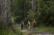 people in australian rainforest