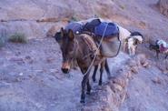Mule 