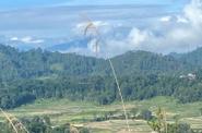 Local landscape 