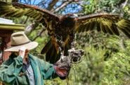 Raptor Domain