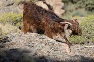 Local wildlife 