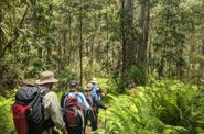 tourists in rainforest