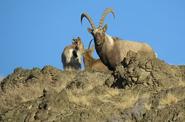 Mountain goats 