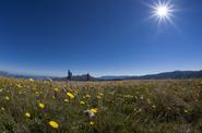 flowered meadow with tourists