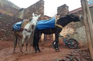 Horses 
