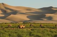 Camels 