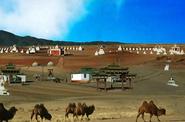 Camels walking 