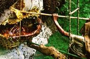 Honey Hunting Nepal