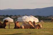 Camels 