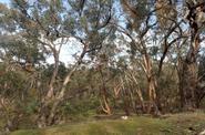 australian terrain