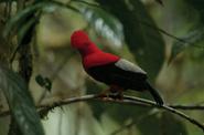 Ecuador Trekking