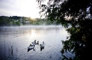swan lake