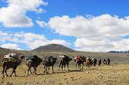 Pack camels 