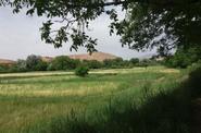 Local landscape 