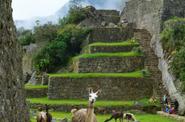 Llama at Machu Picchu