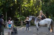Horse Farm