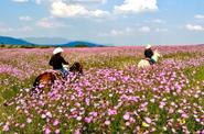 horseback ride