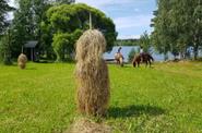 Horses