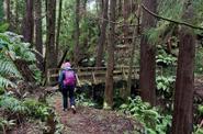 Forest path