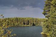 forest lake