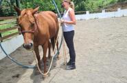 horse connection lesson