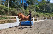 horsemanship experience