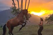 horsemanship experience