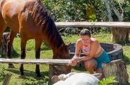 language of horses