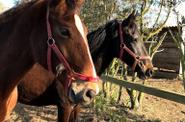 Equine Therapy experience